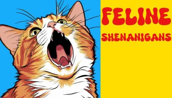 Feline Shenanigans